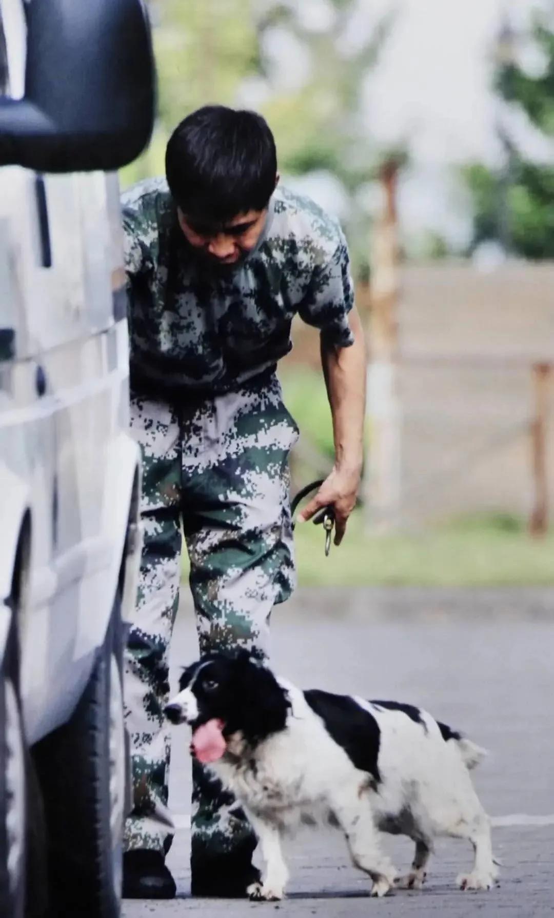 十大最著名的警犬故事,有哪些关于警犬的英勇事迹