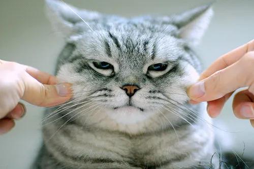 怎么给猫挑选猫粮,喜马拉雅猫怎么挑选