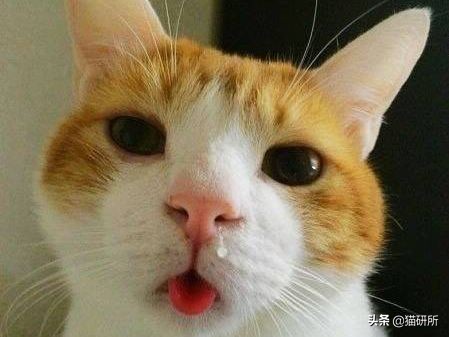 每天15分钟,医生手把手教你做17项猫咪全身检查