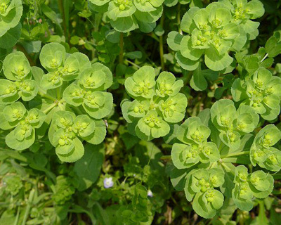 农村适合做什么小买卖最挣钱,在农村卖什么小本生意才能挣钱