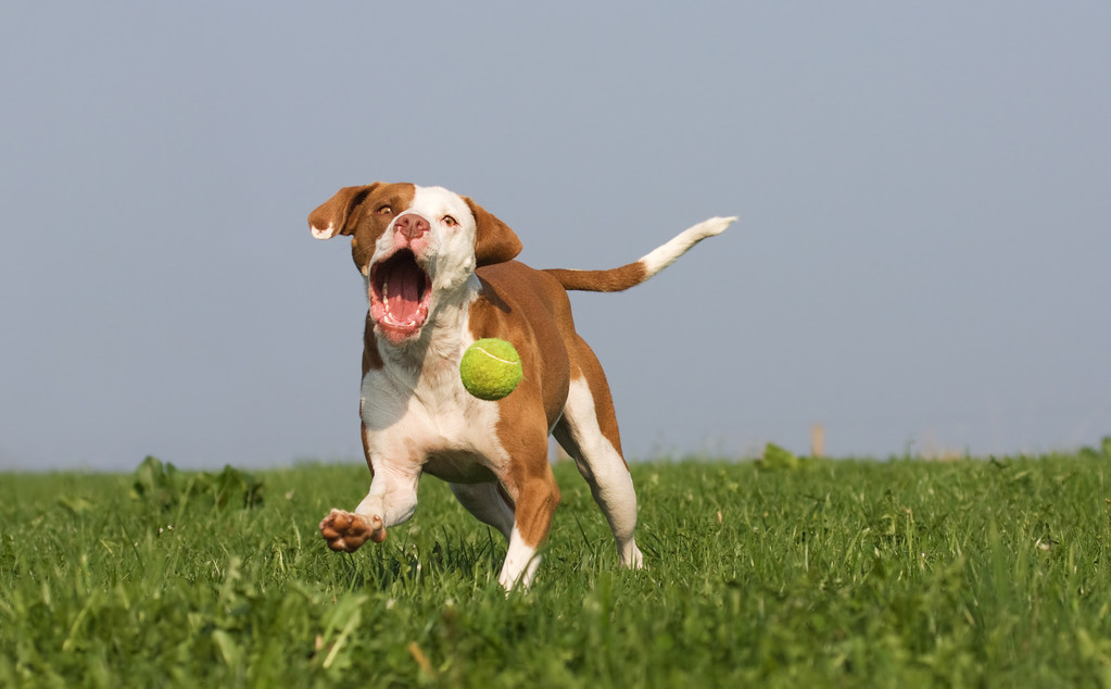 对主人最忠心的狗狗,狗狗喜欢什么样的陌生人