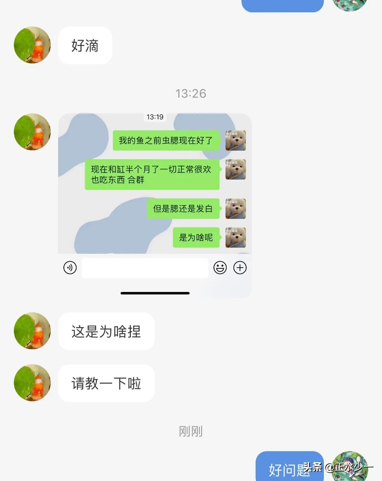 观赏鱼鱼鳃病可以用碘伏吗,观赏鱼鱼病治疗
