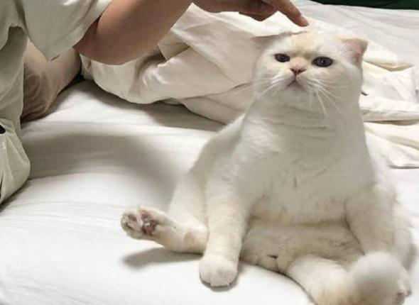 宠物尿尿在被子上怎么处理,宠物尿泡怎么办