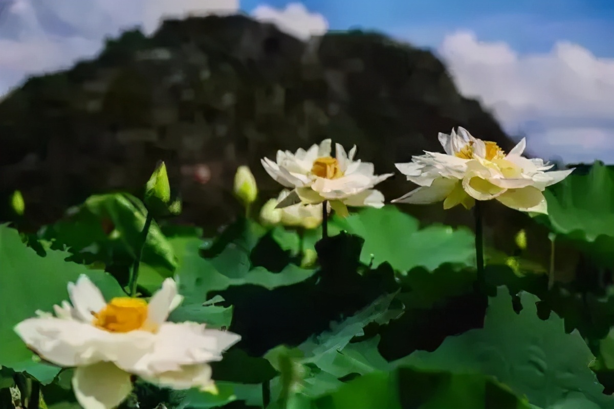 西安出发到云南跟团游推荐,6月西安到云南5天旅游攻略