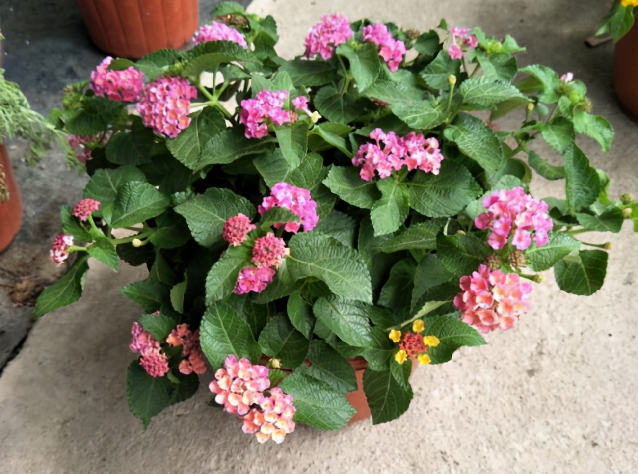 新手如何养好花卉,新手盆栽花怎么养