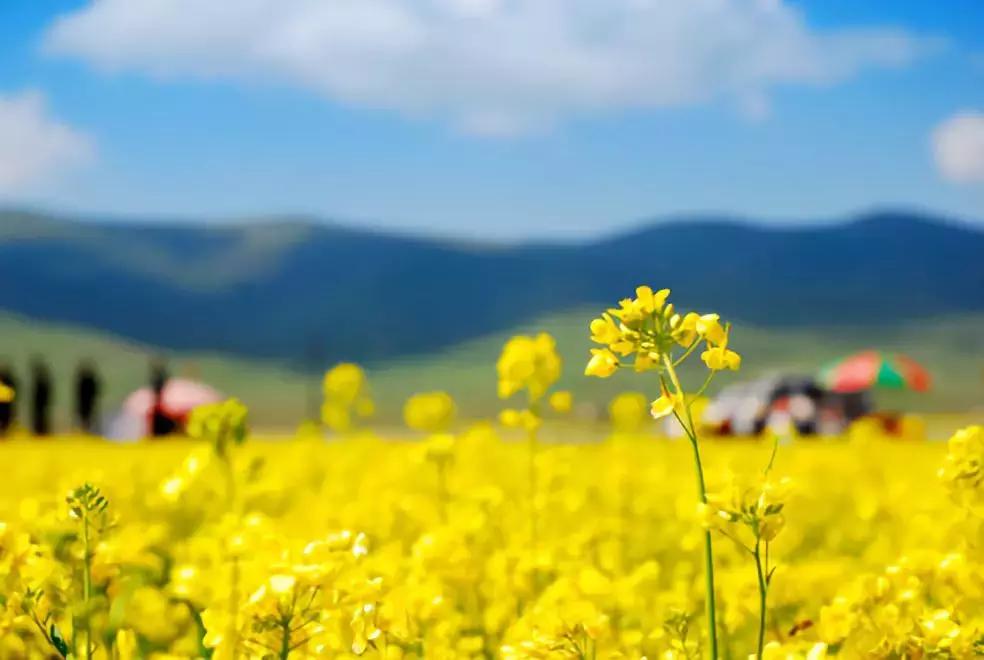 最适合赏花的花,视觉盛宴五种赏花名花供您选择