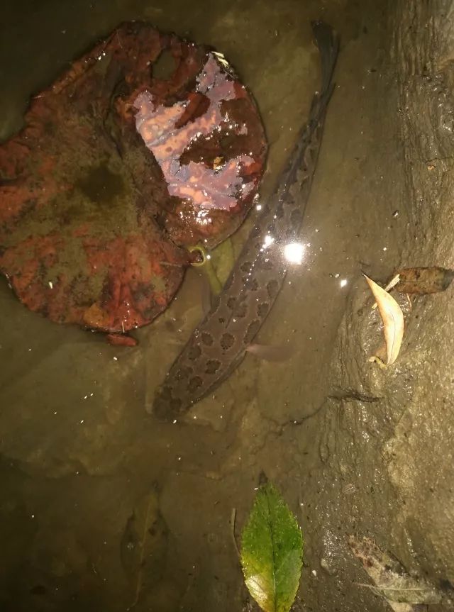 黑鱼基本都在哪,关于黑鱼的深度解析