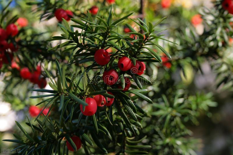 1月至12月生日花的花语,什么花语是祝福生日快乐的花