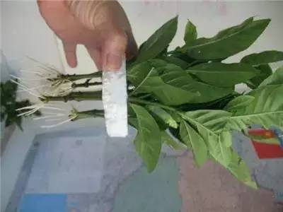 栀子花水插一个月不长根,栀子花水插方法介绍