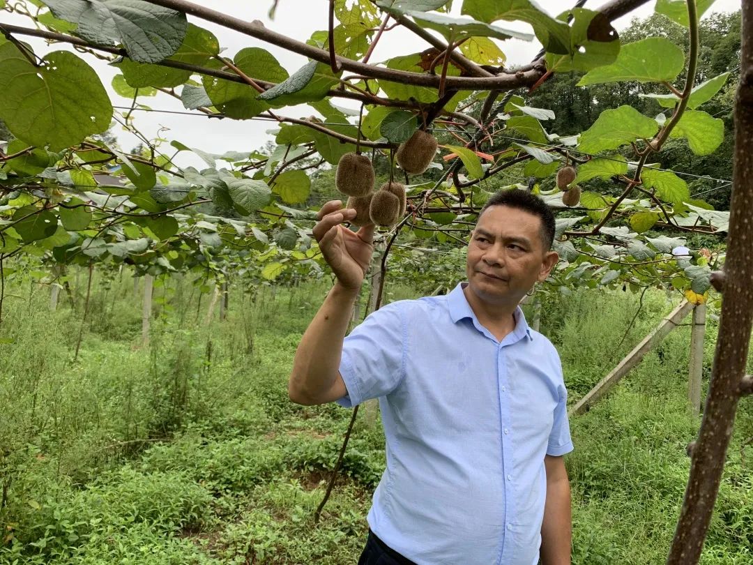 农商银行助推乡村振兴路径,农商银行开展金融助力乡村振兴