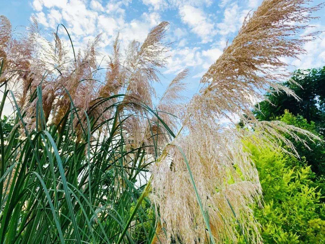 重庆初夏花海尽在这些免费公园,重庆最近的网红地花海