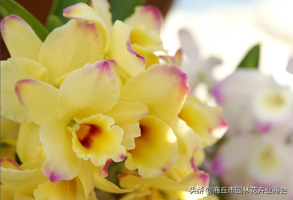 父亲节送什么花最好最合适,父亲节适合送花吗