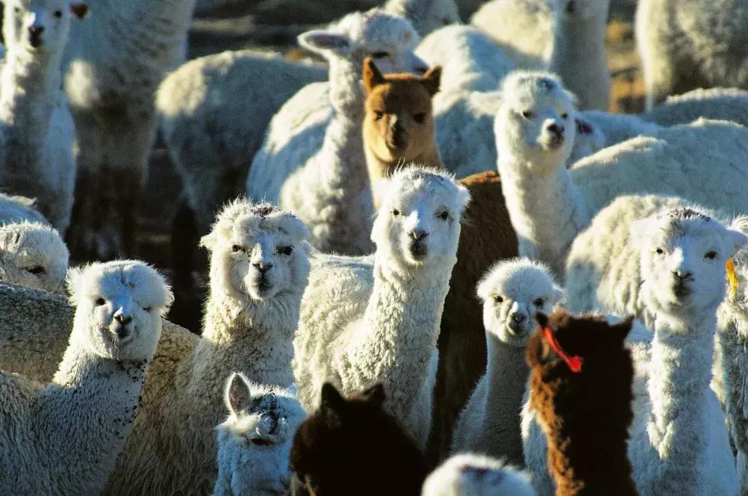 包括羊驼的十大神兽羊驼简介,羊驼神兽为什么吐口水