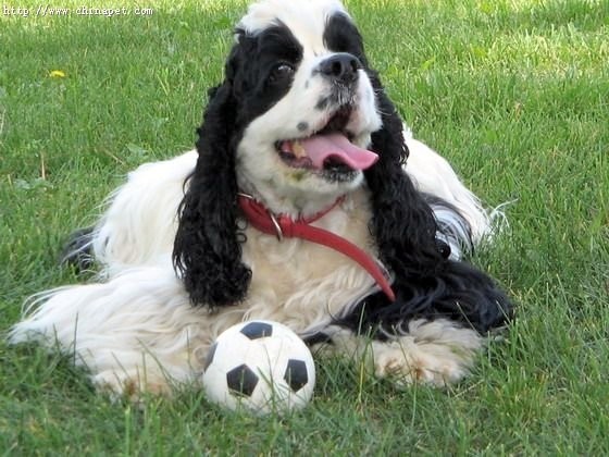 常见狗狗价格排行,狗狗价格以及品种大全