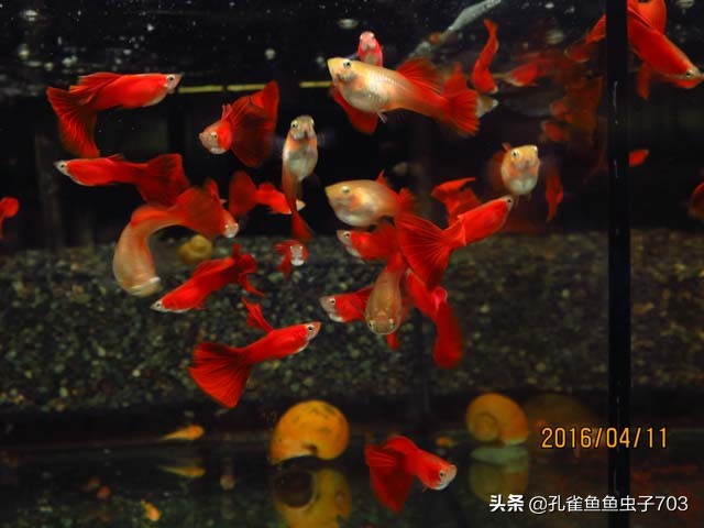 孔雀鱼出现烂尾怎么解决,孔雀鱼出现烂尾怎么办