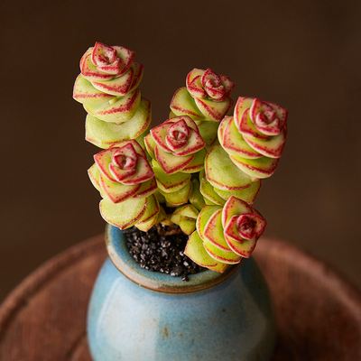 100种室内盆栽花,花卉大全500种盆栽名称