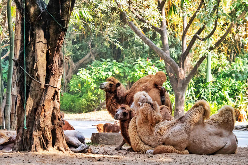 玩转广州长隆野生动物世界之行,广州长隆动物世界游玩攻略图
