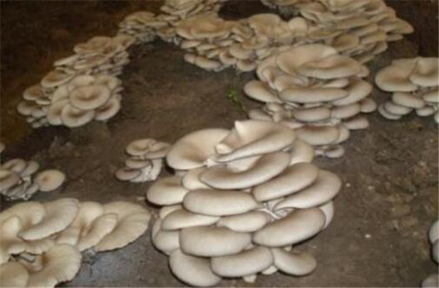 平菇种植技术基本知识,平菇种植技术平菇防虫