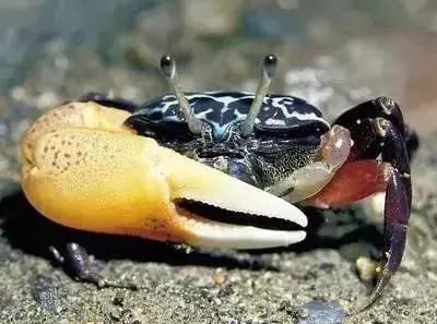 宁波一渔民整理海鲜大全,宁波最全的海鲜