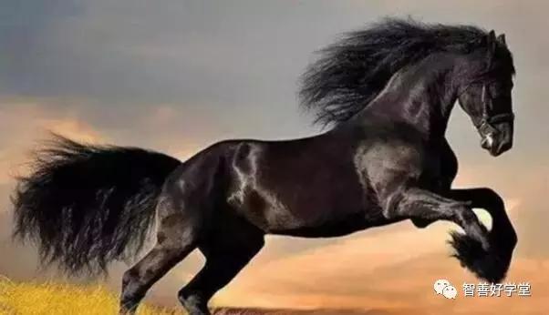 关于马的基本知识和方法,你知道吗关于马的一些小知识