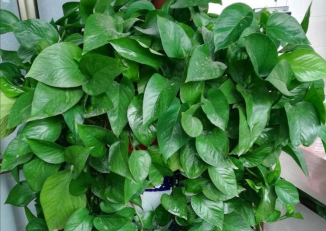 养绿萝只放水,绿萝怎么养才能更旺盛不用肥料养