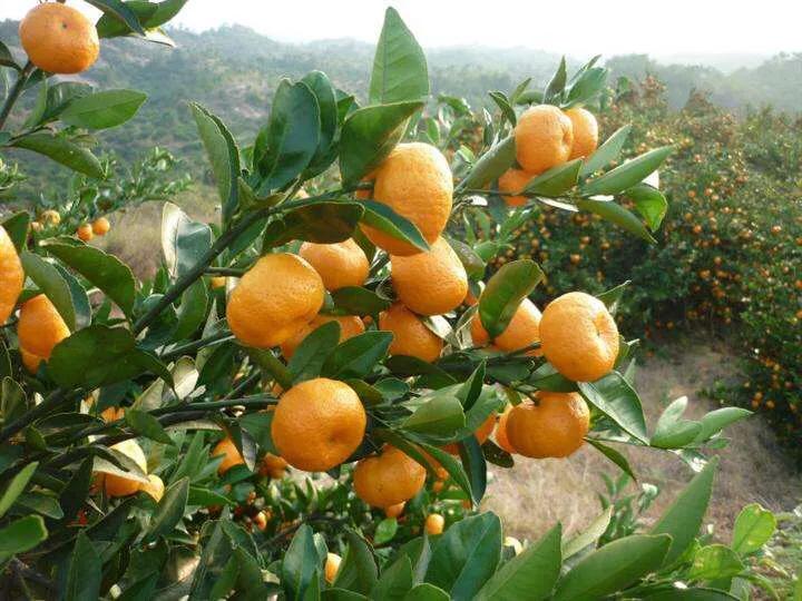 正宗南丰蜜桔图片大全,正宗南丰蜜桔苗价格