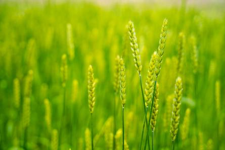 龙灯化学—农用高质量化学药剂制造者