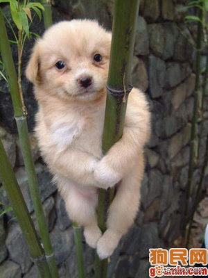 比尼熊狗狗价格,阿拉斯加狗狗价格