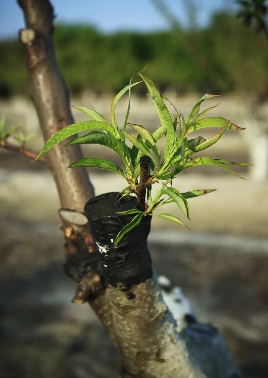 别把“嫁接”想得太苦太难，掌握6个窍门，它可是很好玩的活儿