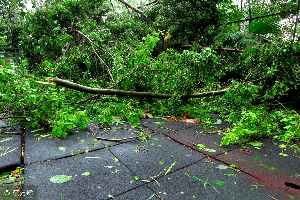 湛江台风简介,湛江历史最强台风