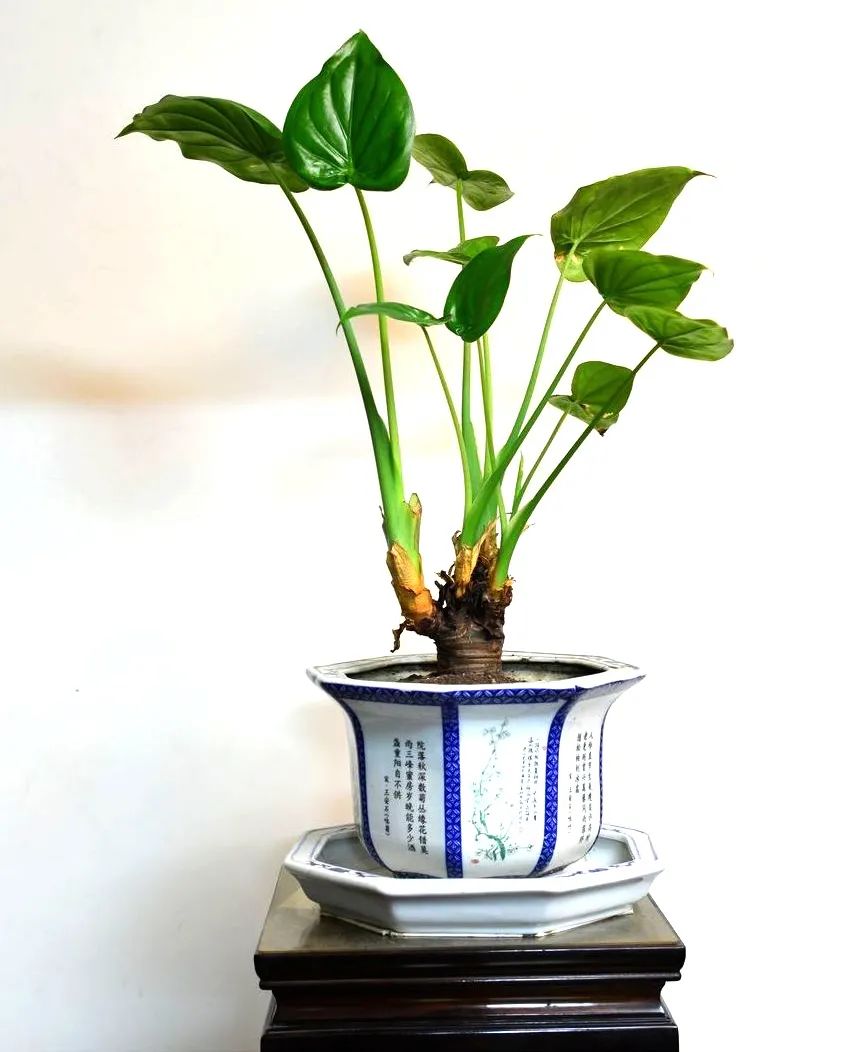 滴水观音为什么会滴水的详细介绍,关于滴水观音的知识