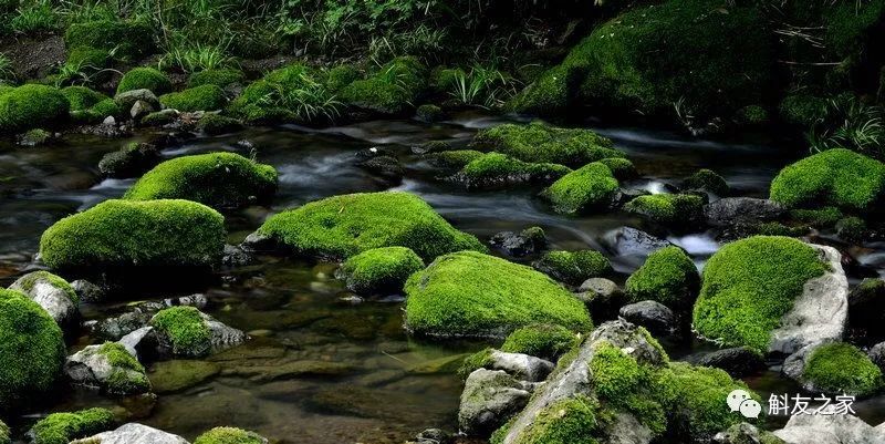 石斛兰最受不了的那种水！涨知识了