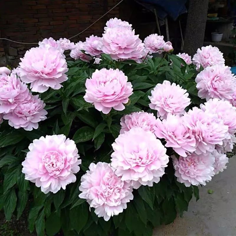 这六种花寓意吉祥好养易活,公认最吉利的4种花