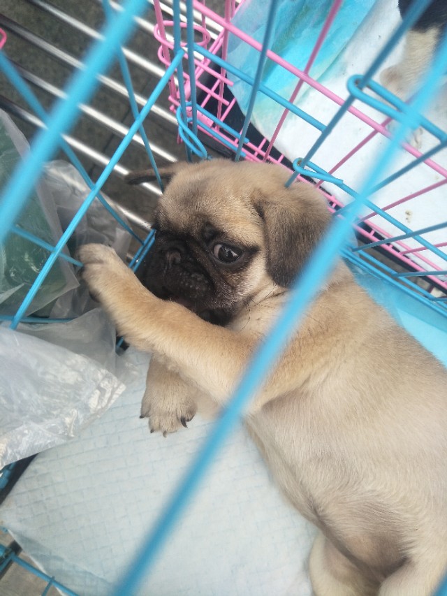 关于狗狗的小知识的小视频,关于狗狗的科普小知识