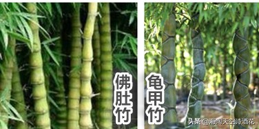 什么样子的竹子才会有竹笋,什么样的竹子才是金丝楠木