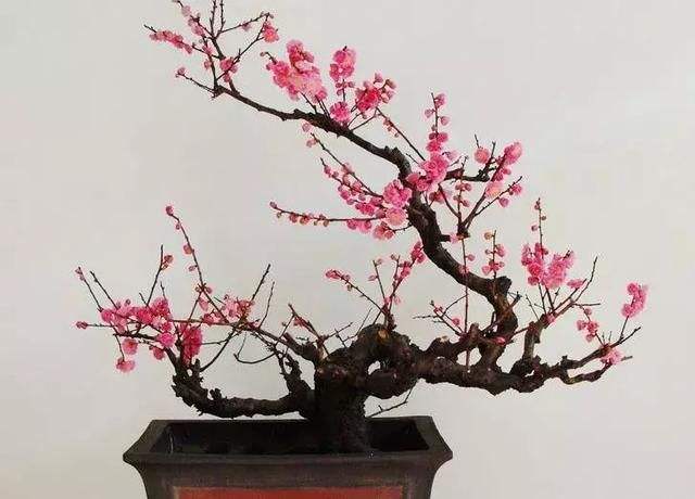 梅花常见病害有哪些,盆栽梅花常见病害