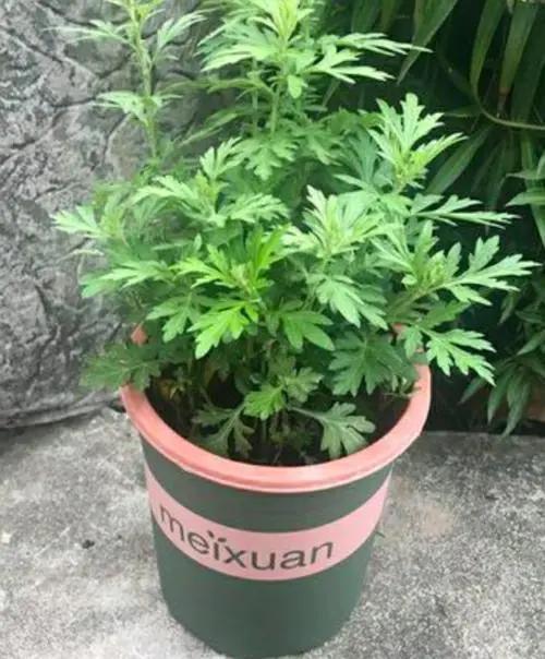 能有效驱蚊的植物,十种驱蚊最好的植物