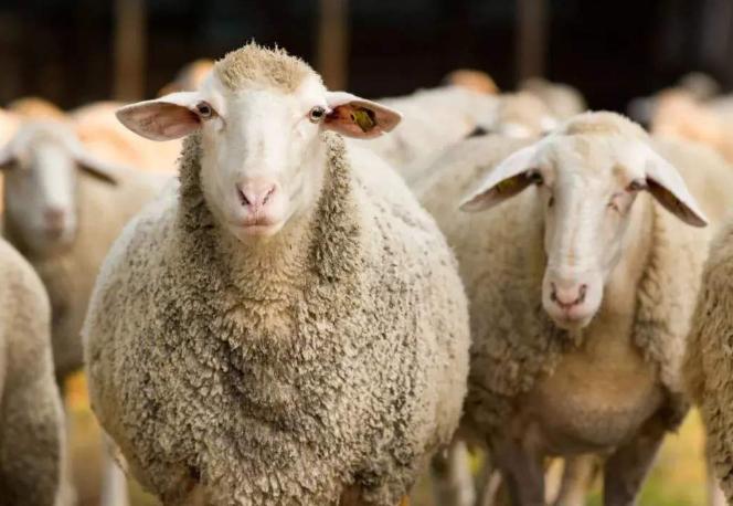 羊得布病羊奶能不能喝,羊得了布病怎么办羊奶还能喝吗