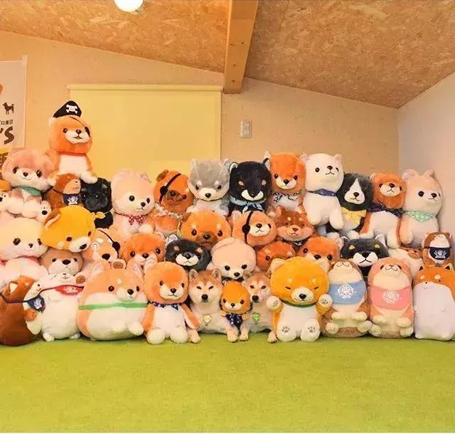日本博主给两只柴犬买了几十只玩偶，变成大型实物版“连连看”…