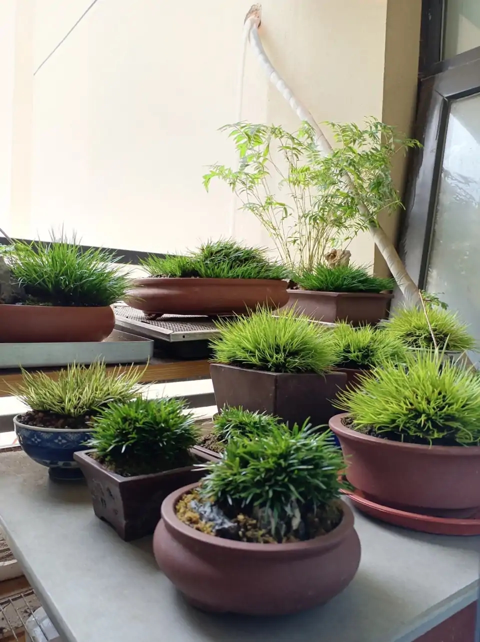 人养花一时养人一生,人养花同时花也养人