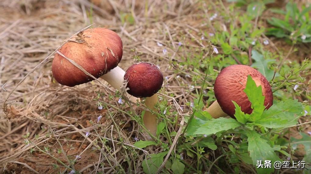 大球盖菇与松茸干货识别,大球盖菇干品
