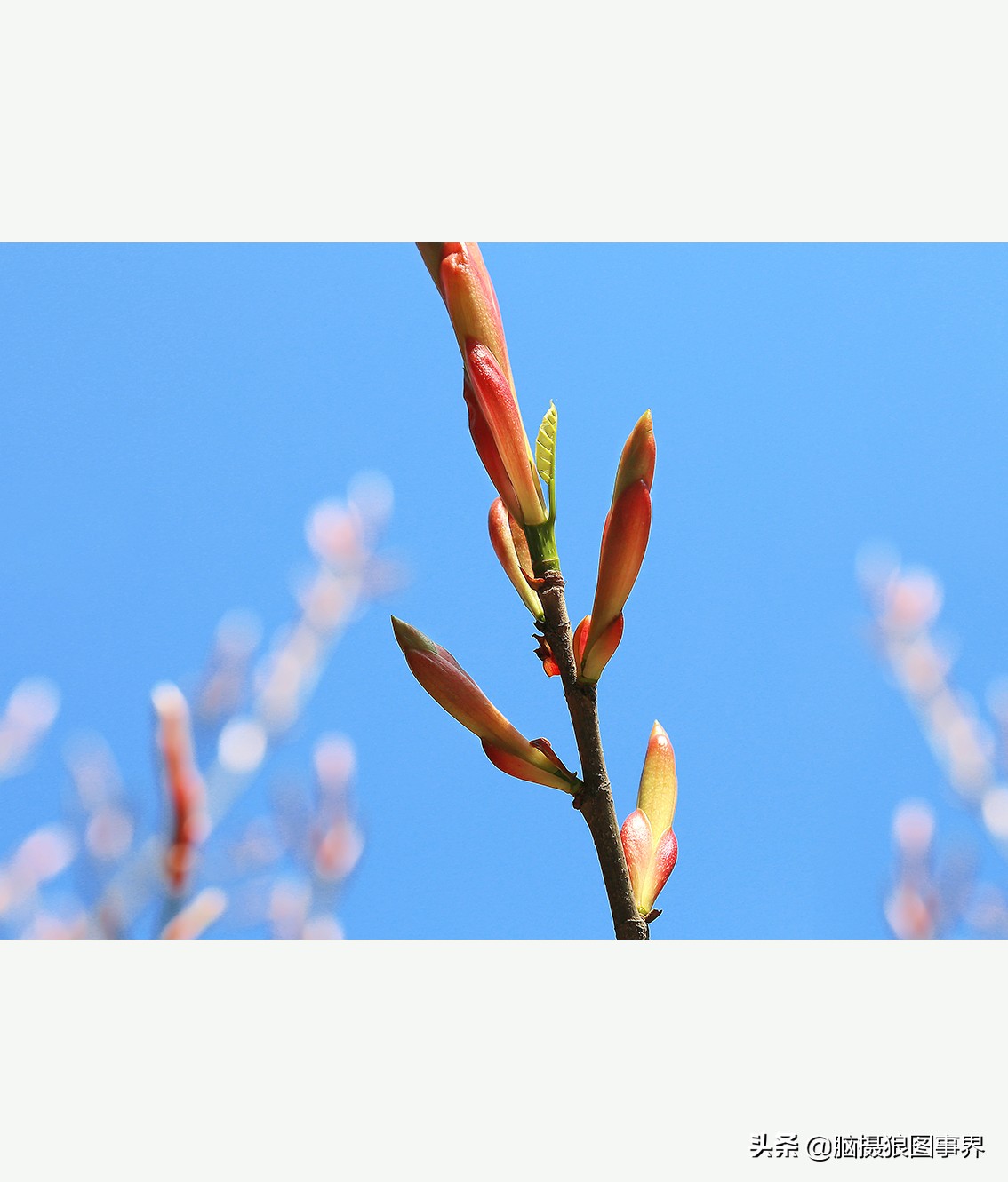 摄影虚化大光圈,佳能24-105镜头怎样拍出虚化效果