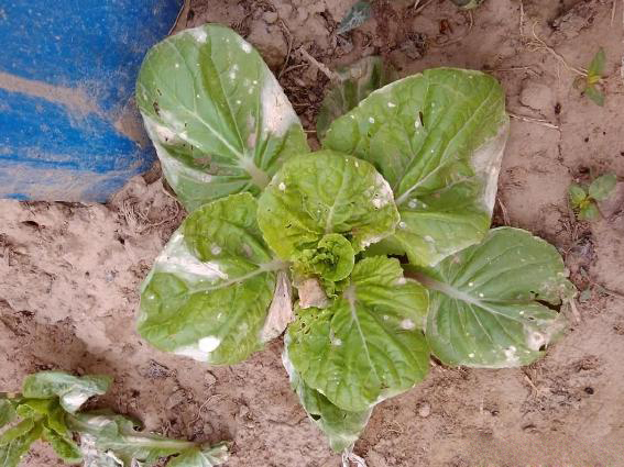 春雷王铜防治霜霉病效果,春雷铜王主治哪些病害