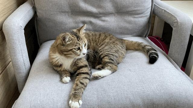 撸猫工具电动,戴森dyson吸尘器推荐