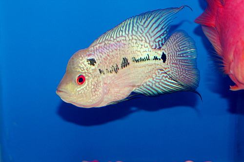 毒苗罗汉鱼饲养,罗汉鱼饲养教程上