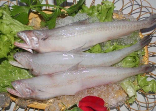 5种长相丑陋但很鲜美的海鲜,5种公认最好吃的海鱼品种