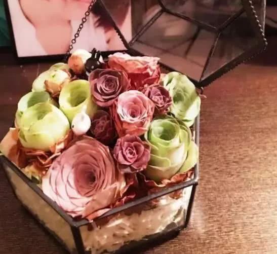 介绍多肉生长特点,多肉植物科普讲解图片视频