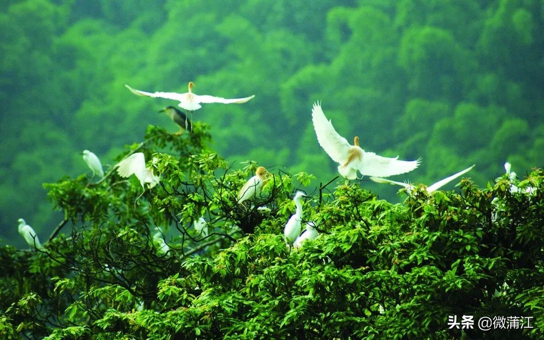 我在朝阳湖等你，带你看一路绿水青山