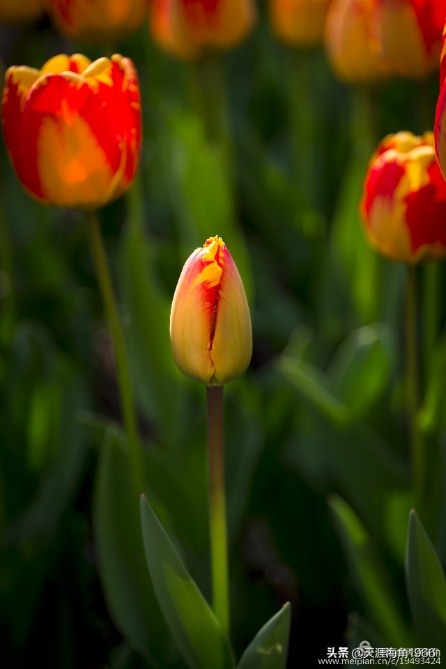郁金香花语可以送给女朋友吗,郁金香花语的诗句