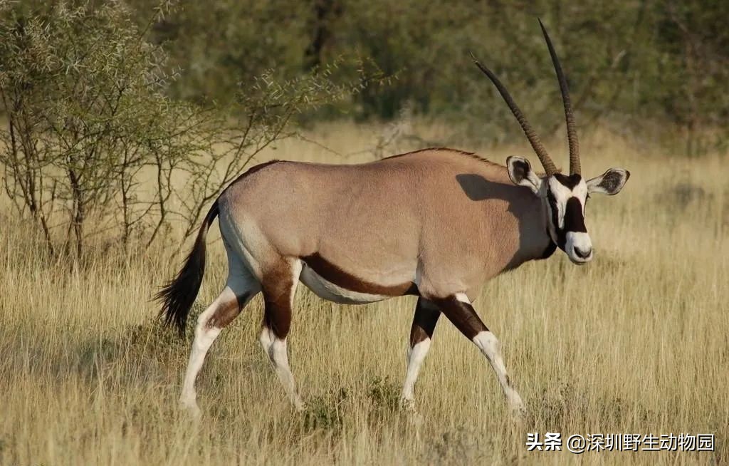 十种最强的牛科动物,牛科动物都有哪些